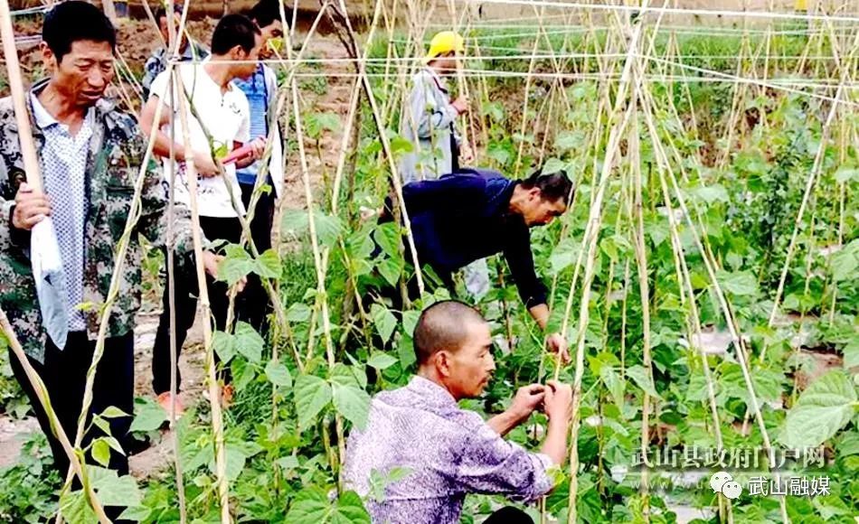 架豆高产栽培技术_农村种植架豆致富_致富种植农村架豆怎么样