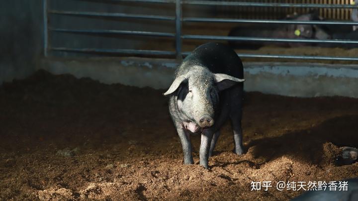 巴马香猪养殖方法_致富养殖巴马香猪怎么样_致富经巴马香猪养殖场