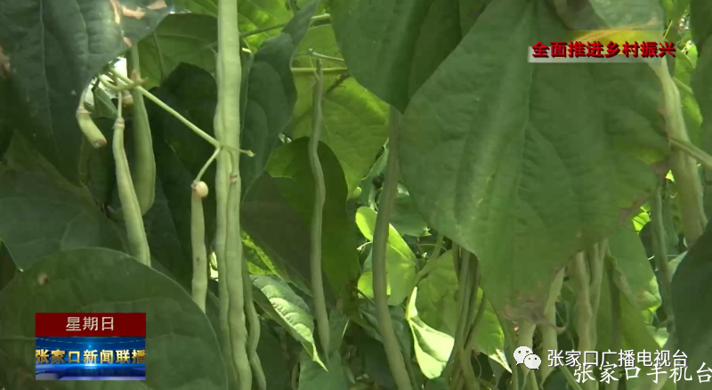 农村种植架豆致富_致富种植农村架豆怎么样_架豆高产栽培技术