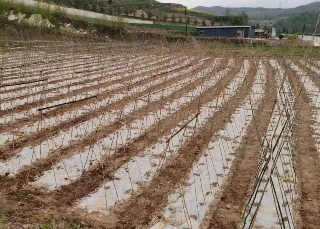 致富种植农村架豆怎么样_架豆的种植_农村种植架豆致富