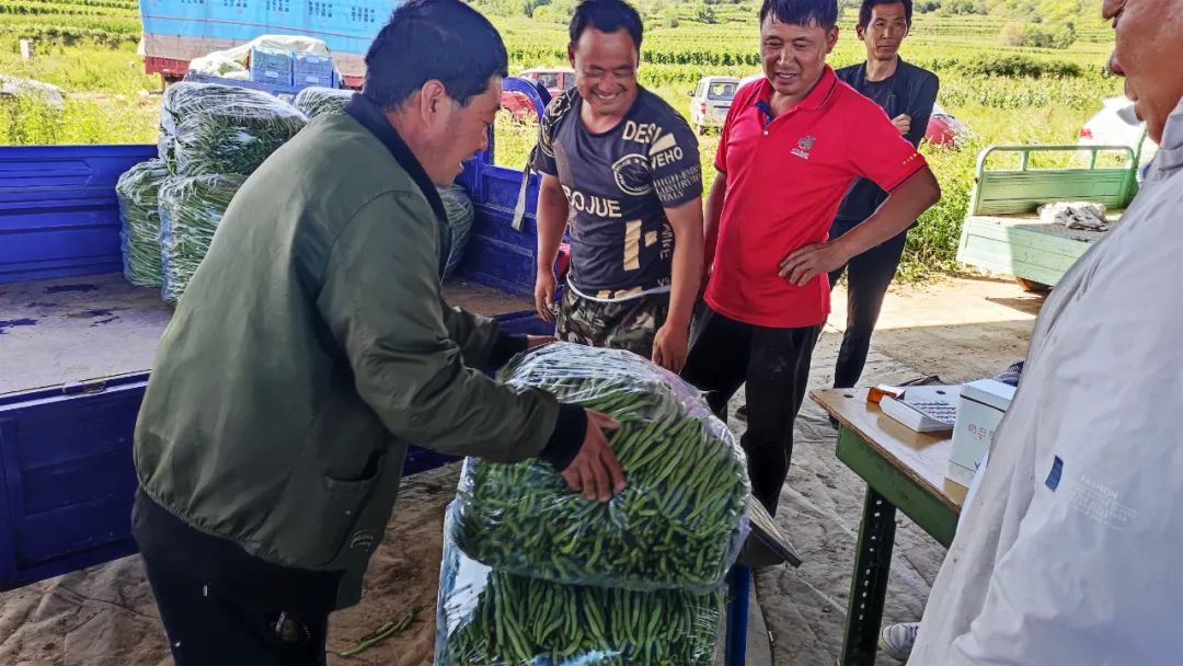 致富种植农村架豆怎么样_农村种植架豆致富_架豆的种植