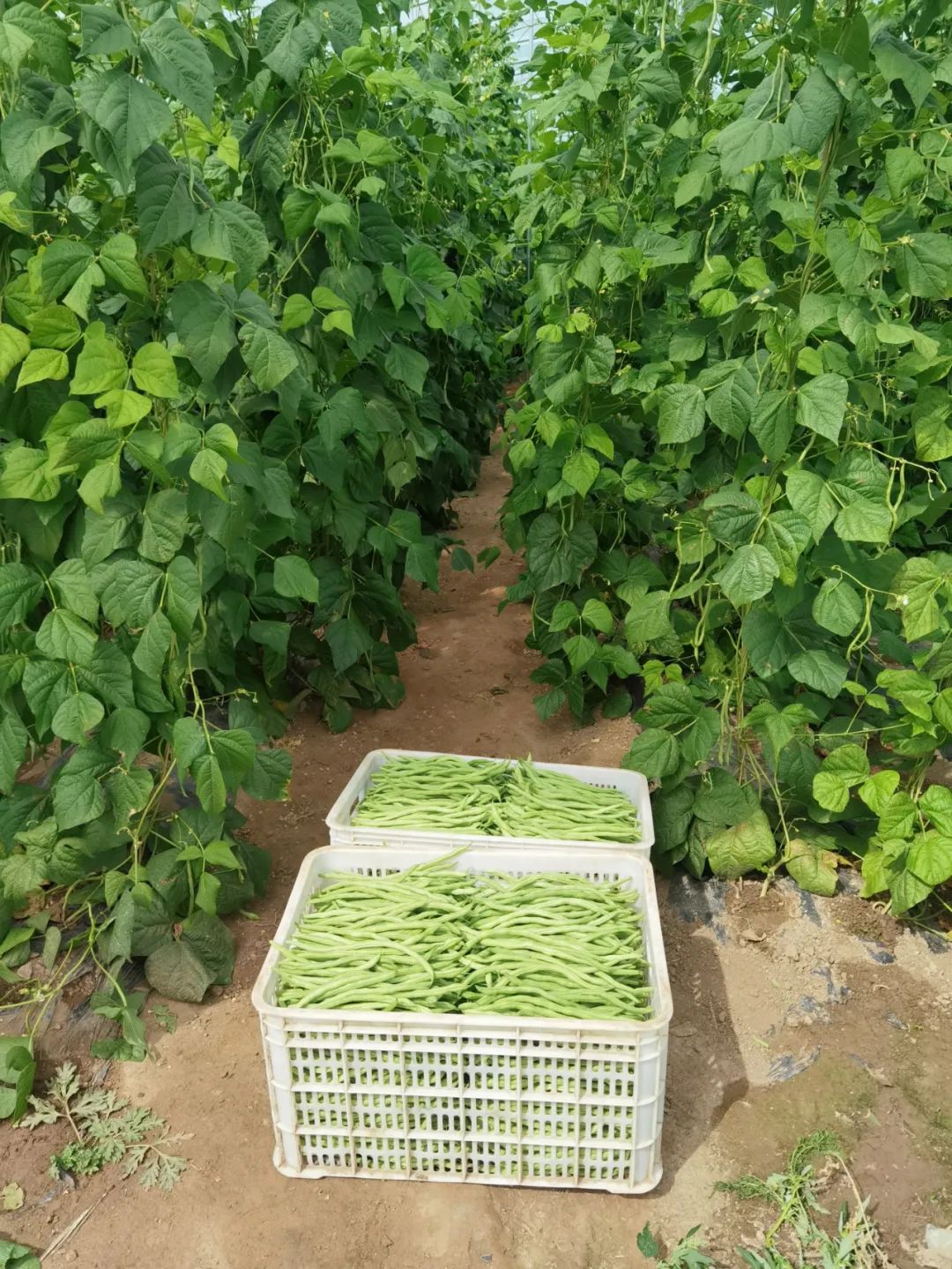 农村种植架豆致富_架豆的种植_致富种植农村架豆怎么样