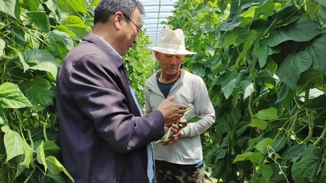 架豆的种植_致富种植农村架豆怎么样_农村种植架豆致富