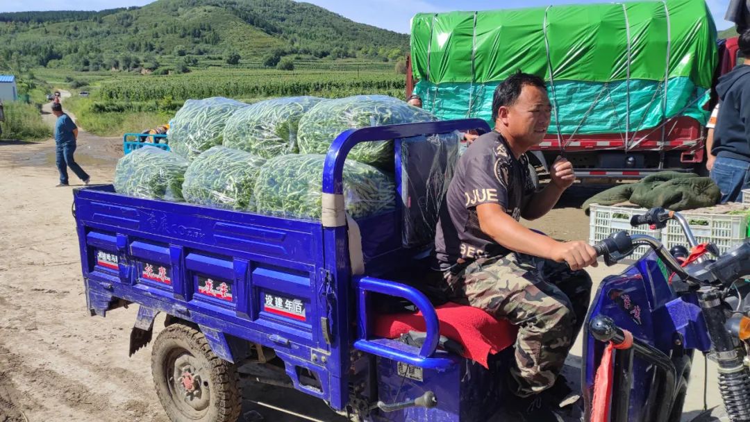 致富种植农村架豆怎么样_架豆的种植_农村种植架豆致富