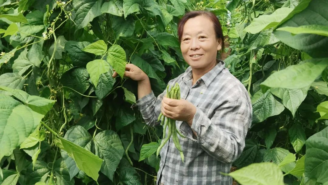 致富种植农村架豆怎么样_农村种植架豆致富_架豆的种植