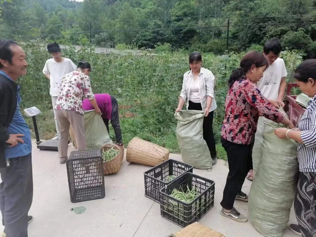 架豆怎样种植搭架_农村种植架豆致富_架豆高产栽培技术