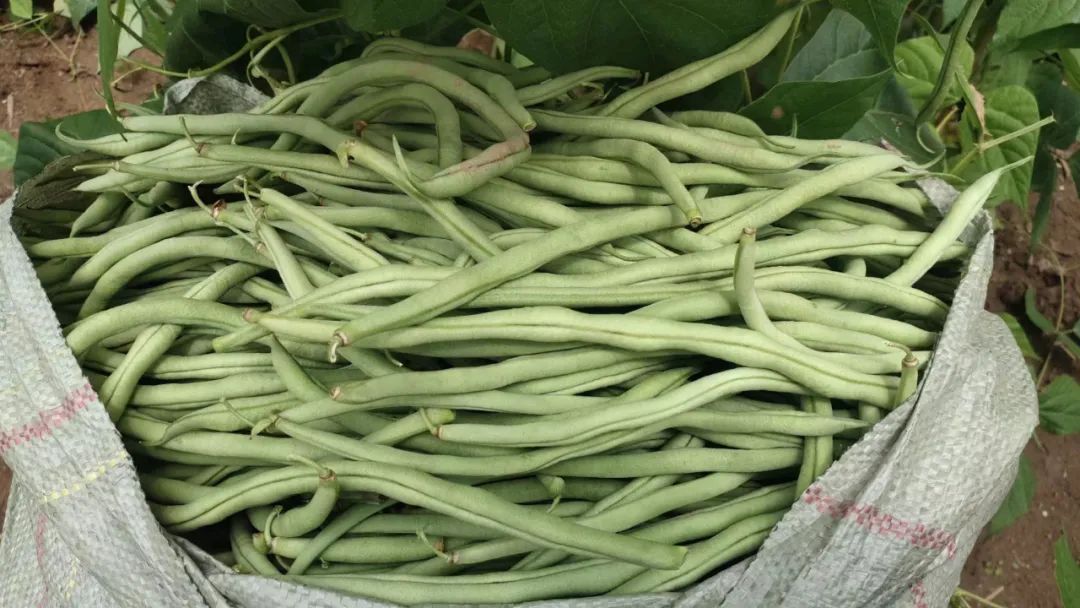 农村种植架豆致富_架豆怎样种植搭架_架豆高产栽培技术