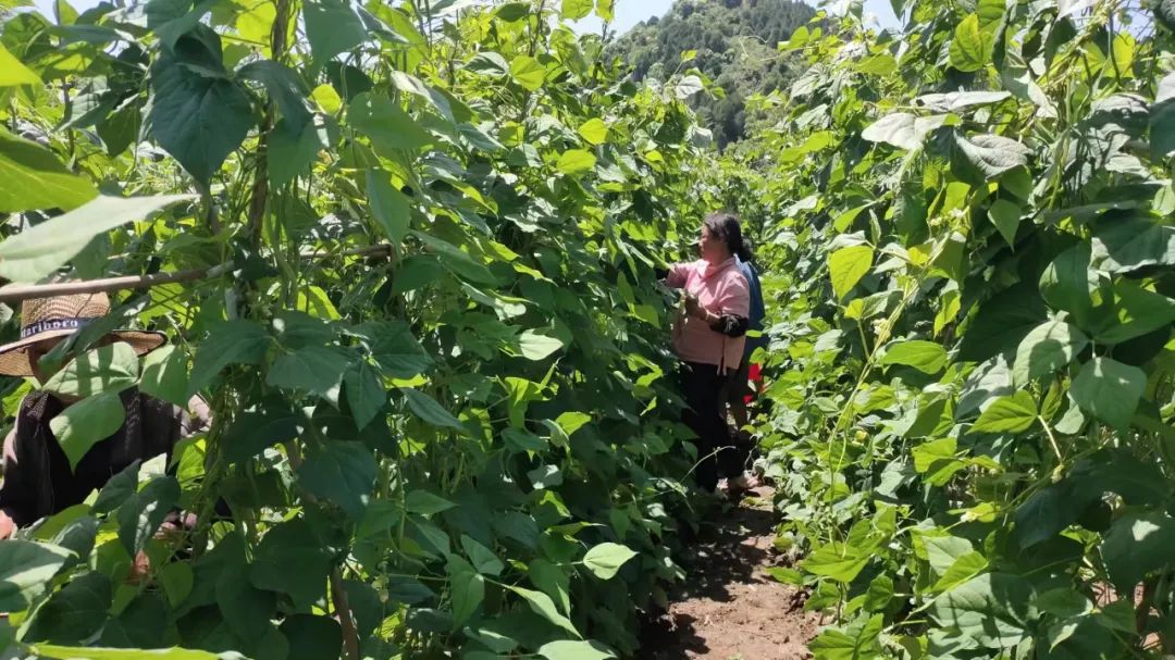 架豆高产栽培技术_农村种植架豆致富_架豆怎样种植搭架