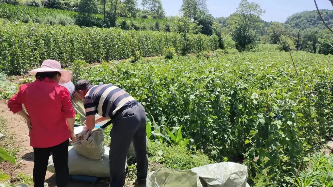 架豆高产栽培技术_农村种植架豆致富_架豆怎样种植搭架