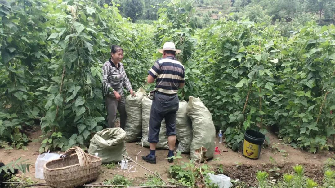 农村种植架豆致富_架豆高产栽培技术_架豆怎样种植搭架