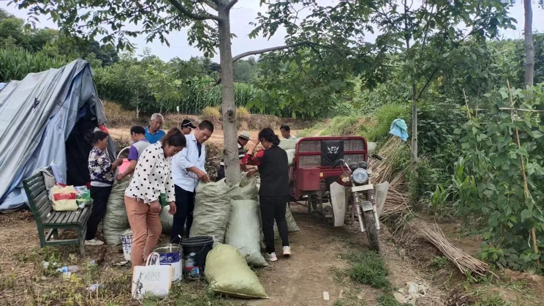 农村种植架豆致富_架豆高产栽培技术_架豆怎样种植搭架