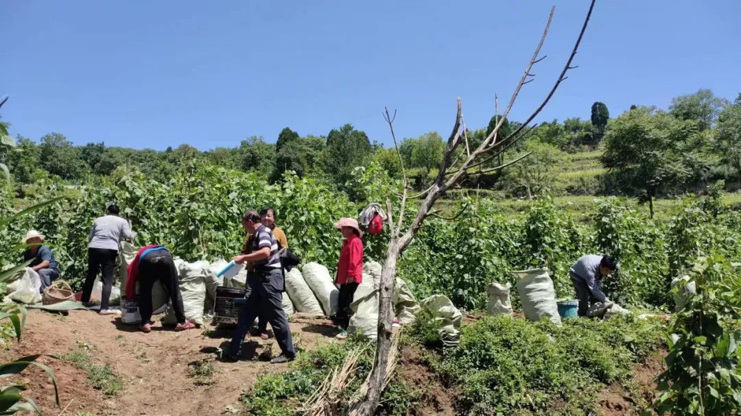 架豆高产栽培技术_农村种植架豆致富_架豆怎样种植搭架