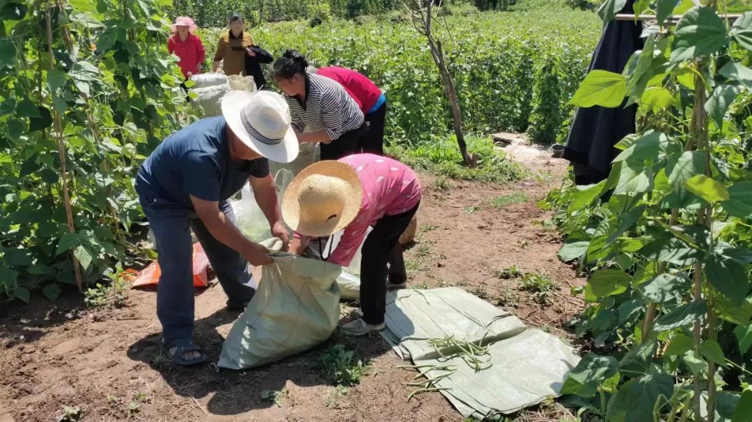 农村种植架豆致富_架豆怎样种植搭架_架豆高产栽培技术