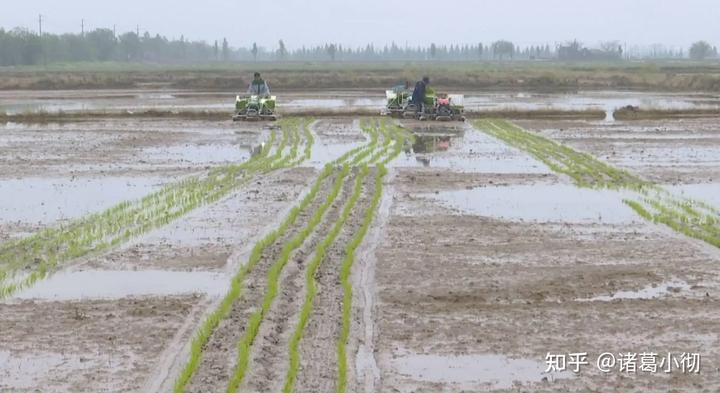 水稻种植赚钱吗_水稻普通种植致富_农村种植水稻