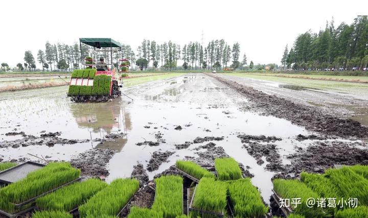 农村种植水稻_水稻普通种植致富_水稻种植赚钱吗