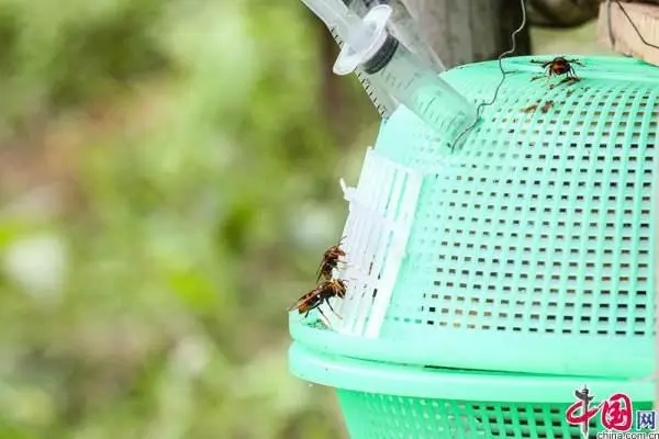 滇西秘境·云南生物多样性主题采访行｜“经济天敌”胡蜂养殖成致富经 防虫增收可双赢