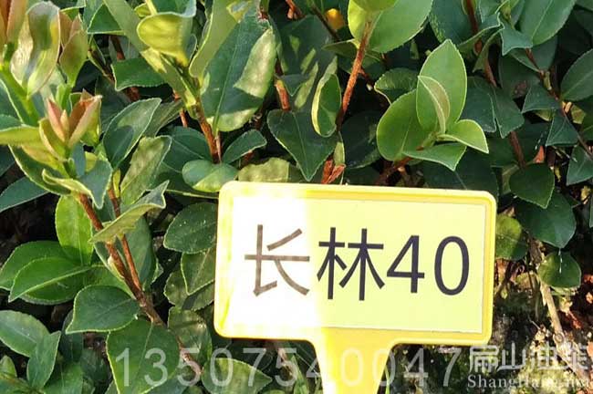 长林40号油茶种植