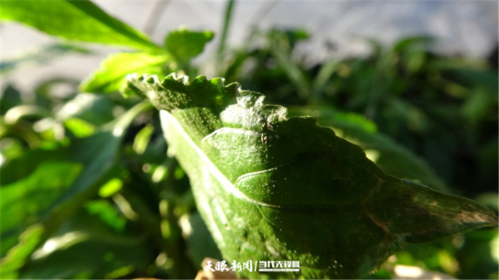 致富种植乌鸡项目怎么样_乌鸡种植致富项目_乌鸡种鸡价格