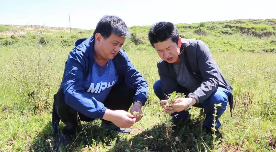 牡丹致富种植油好吗_油用牡丹种植合作_致富经油牡丹种植