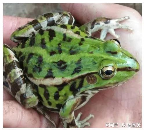 致富养殖食草动物视频_养殖致富食草动物_食草动物养殖致富经