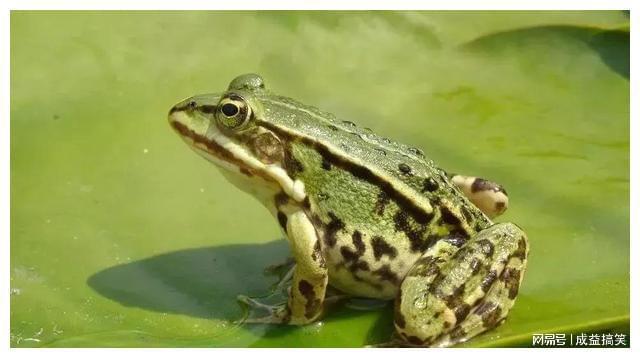 食草动物养殖致富经_致富养殖食草动物视频_养殖致富食草动物