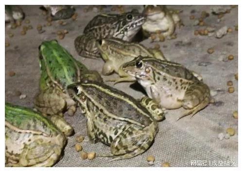 食草动物养殖致富经_养殖致富食草动物_致富养殖食草动物视频