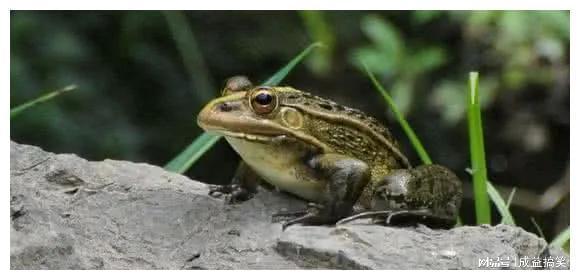 致富养殖食草动物视频_养殖致富食草动物_食草动物养殖致富经