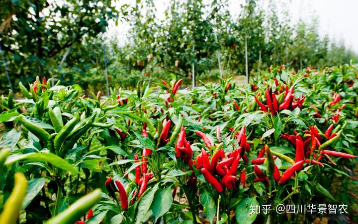 辣椒种植露地技术视频_辣椒露地栽培_露地辣椒种植技术