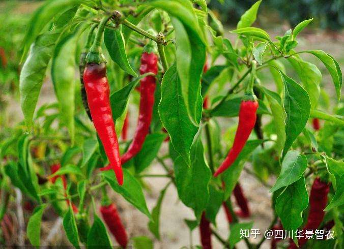 露地辣椒种植技术_辣椒露地栽培_辣椒种植露地技术视频