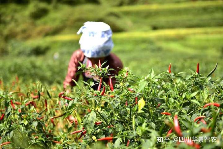 辣椒种植露地技术视频_露地辣椒种植技术_辣椒露地栽培