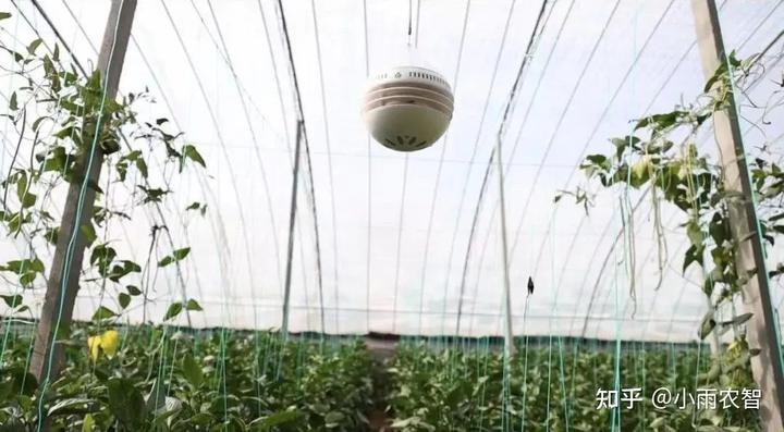 露地辣椒种植技术_辣椒露地栽培_辣椒种植露地技术视频