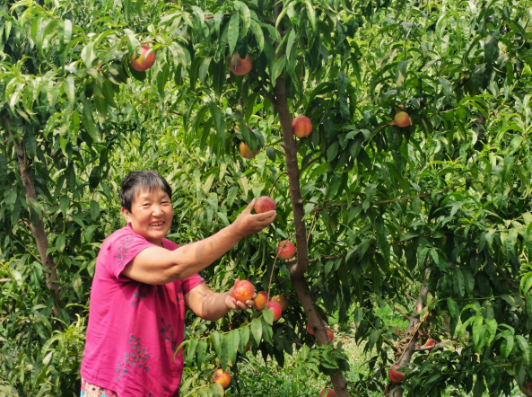 乌鸡种植致富项目_致富种植乌鸡项目介绍_致富种植乌鸡项目怎么样