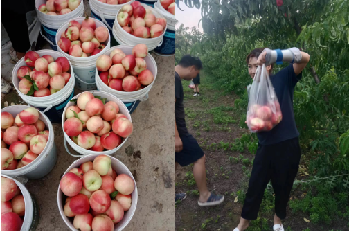 致富种植乌鸡项目怎么样_致富种植乌鸡项目介绍_乌鸡种植致富项目