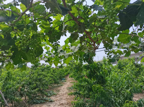 乌鸡种植致富项目_致富种植乌鸡项目怎么样_致富种植乌鸡项目介绍