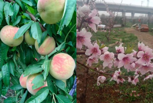 致富种植乌鸡项目怎么样_乌鸡种植致富项目_致富种植乌鸡项目介绍