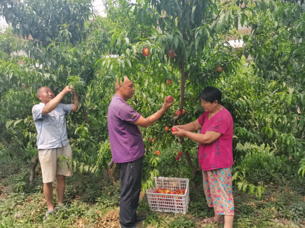 致富种植乌鸡项目怎么样_乌鸡种植致富项目_致富种植乌鸡项目介绍