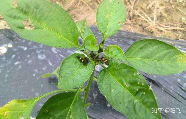 辣椒种植露地技术要求_辣椒露地栽培_露地辣椒种植技术