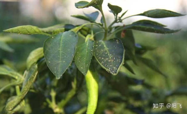 辣椒露地栽培_露地辣椒种植技术_辣椒种植露地技术要求