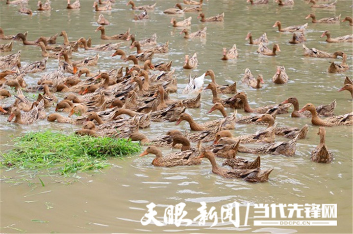 种草养鸭致富经_致富种植牧草养鸭赚钱吗_种植牧草养鸭致富