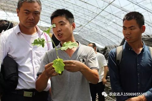 种植蔬菜视频教程_无土种植蔬菜技术视频_蔬菜种植技术与管理视频