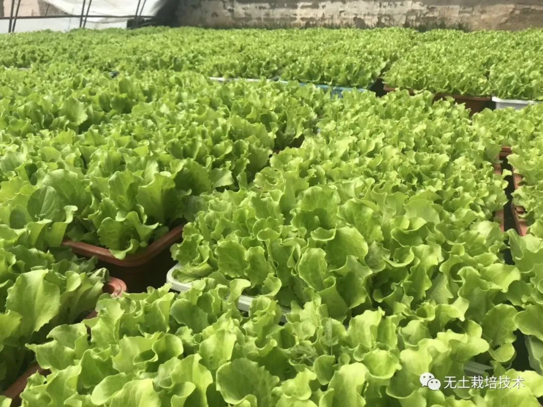 无土种植蔬菜技术视频_蔬菜种植的视频_蔬菜种植技术与管理视频