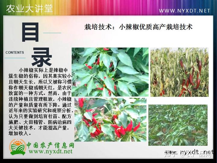 栽培技术：小辣椒优质高产栽培技术