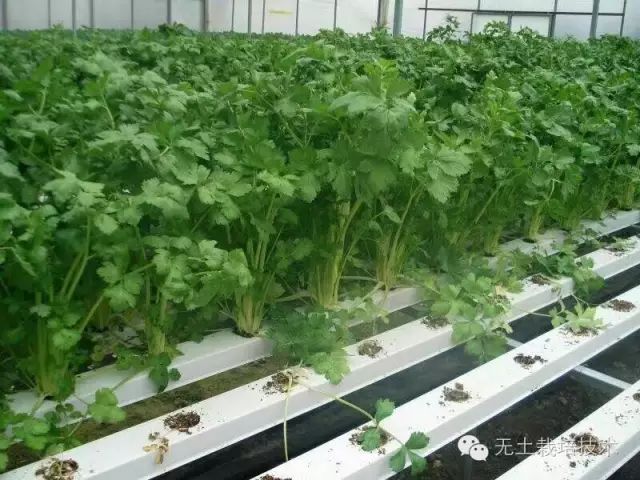 蔬菜种植技术视频播放_无土种植蔬菜技术视频_种植蔬菜视频教程