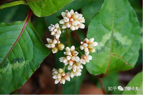 田地种植致富案例_致富案例种植田地怎么写_种地致富项目