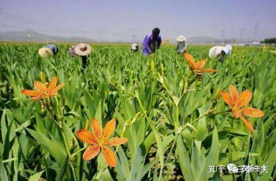 种地致富项目_致富案例种植田地怎么写_田地种植致富案例