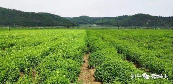 田地种植致富案例_种地致富项目_致富案例种植田地怎么写