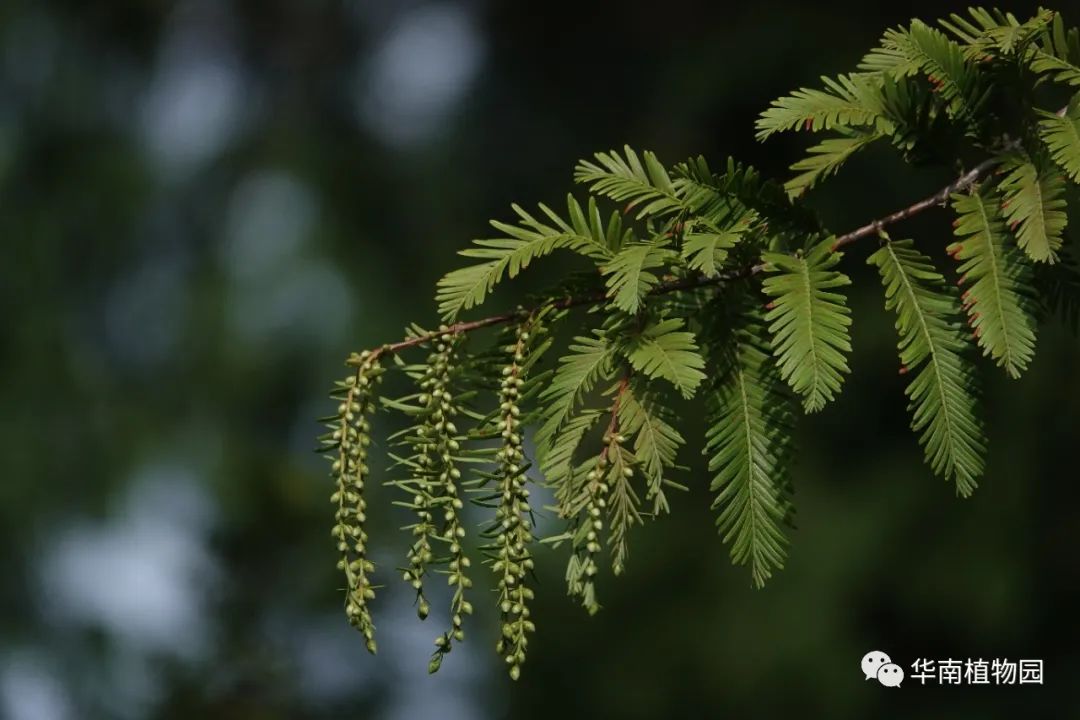 植物种植技术员_植物种植须知_植物种植技能