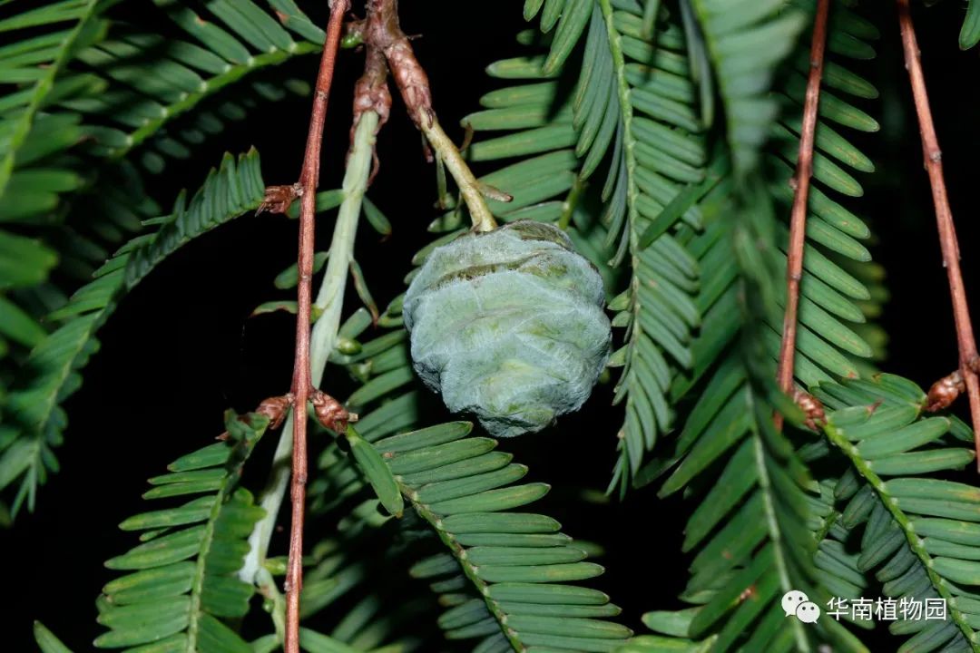 植物种植技术员_植物种植技能_植物种植须知