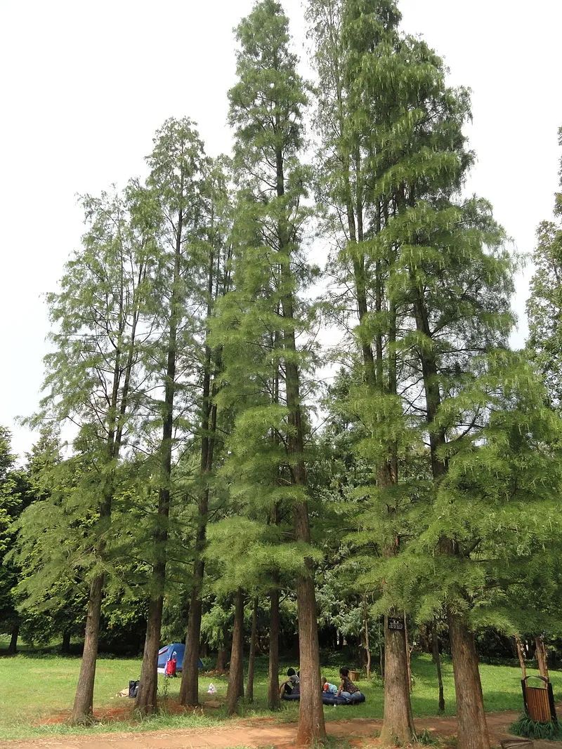 植物栽培新技术_植物种植技能_植物种植技术员