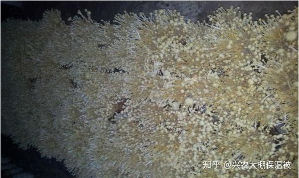 金针种菌菇怎么种植方法_白金针菇养殖技术_金针菇养殖视频